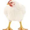white hen isolated on white, studio shot