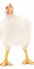 white hen isolated on white, studio shot