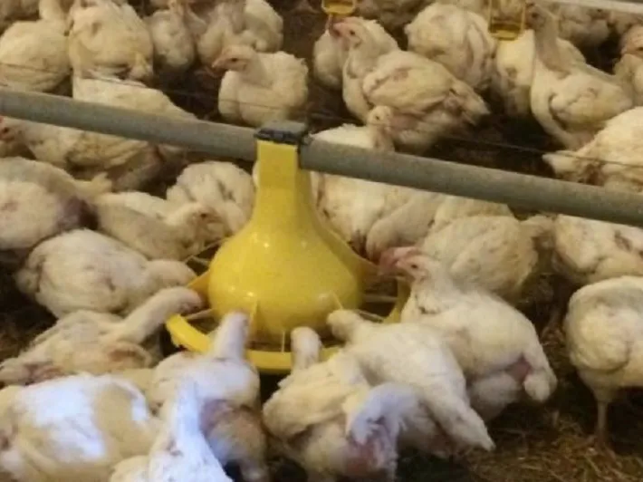 Floor Feeding: Single Pan