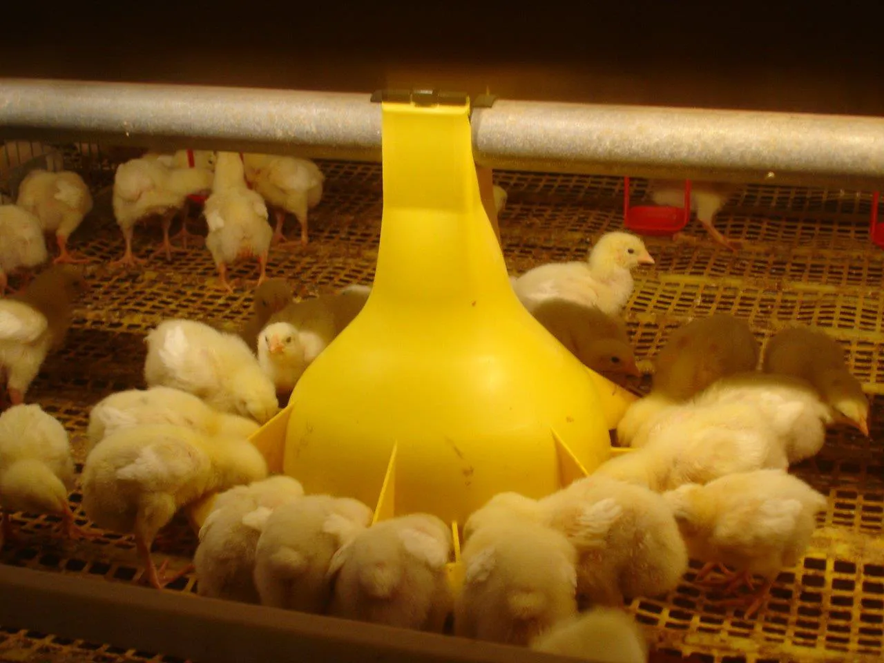 Day-Old Chicks, Colony System
