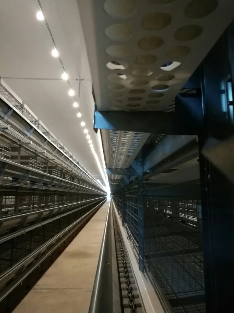 Egg Belt Aisle View