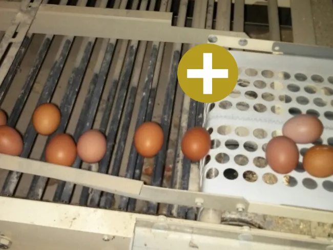 Egg Conveyor Delivery