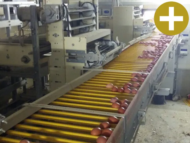 Egg Conveyor Room View