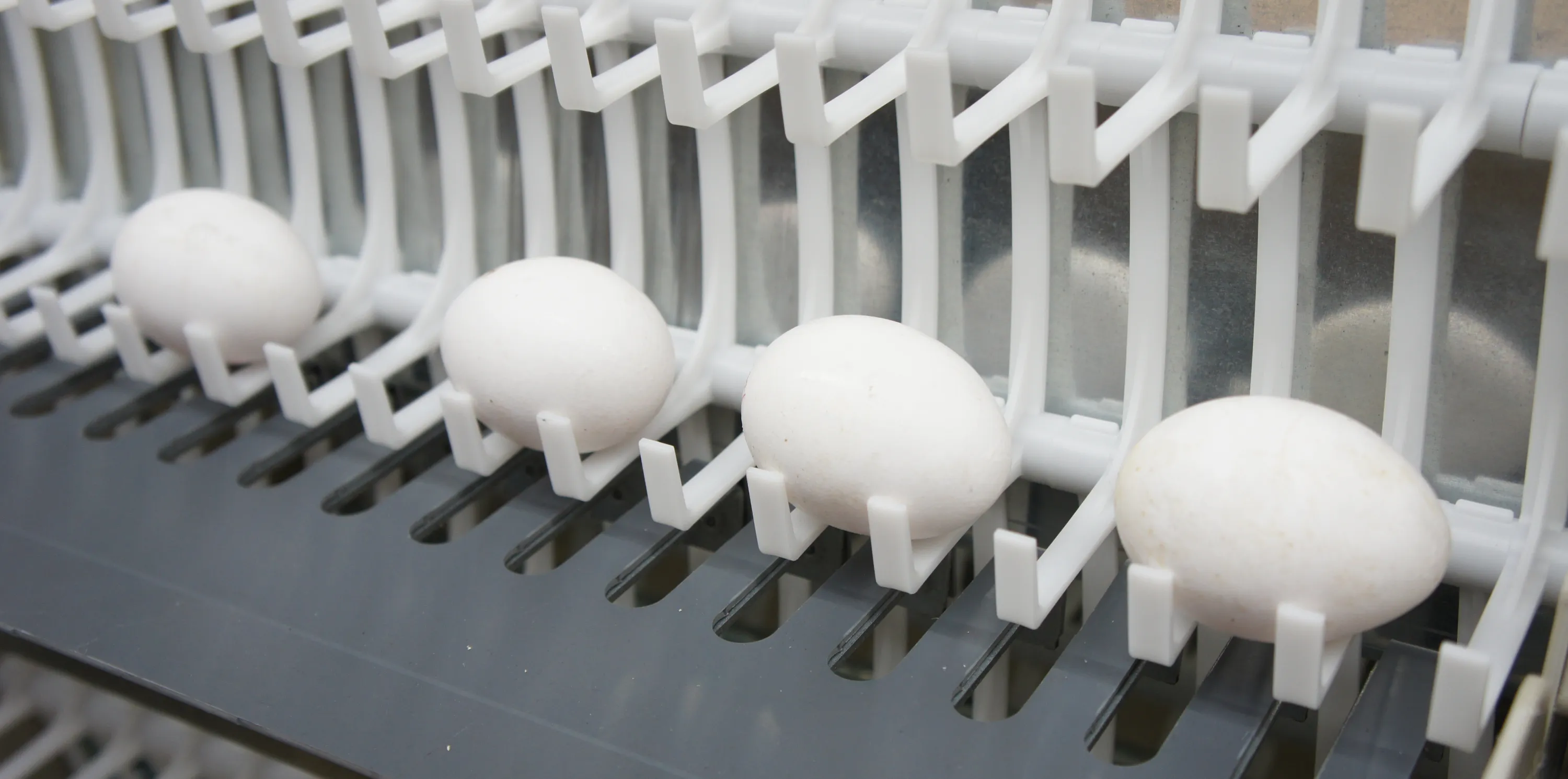 EGGRAPTOR Finger Cups