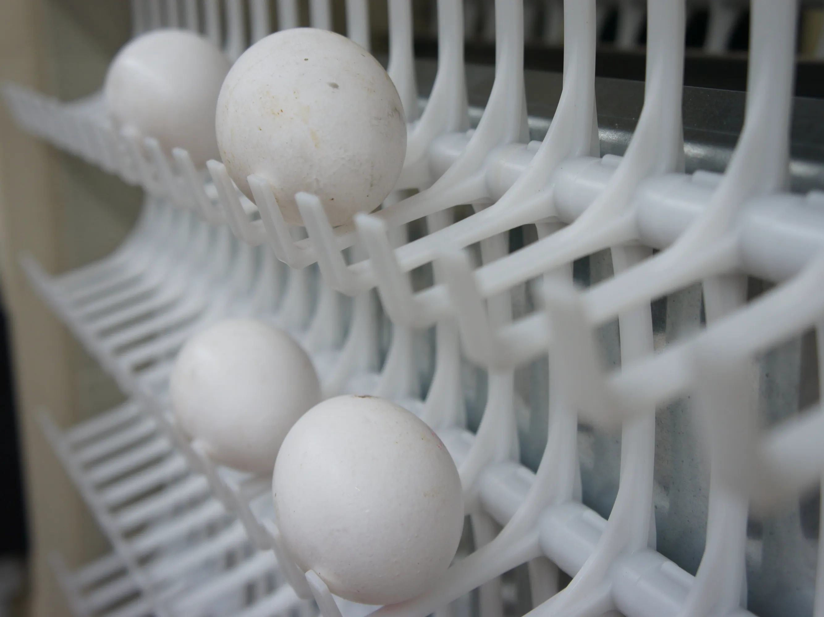 EGGRAPTOR Egg Handling