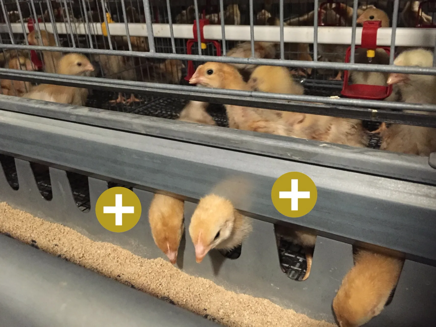Feed Trough – Day-Old Chick