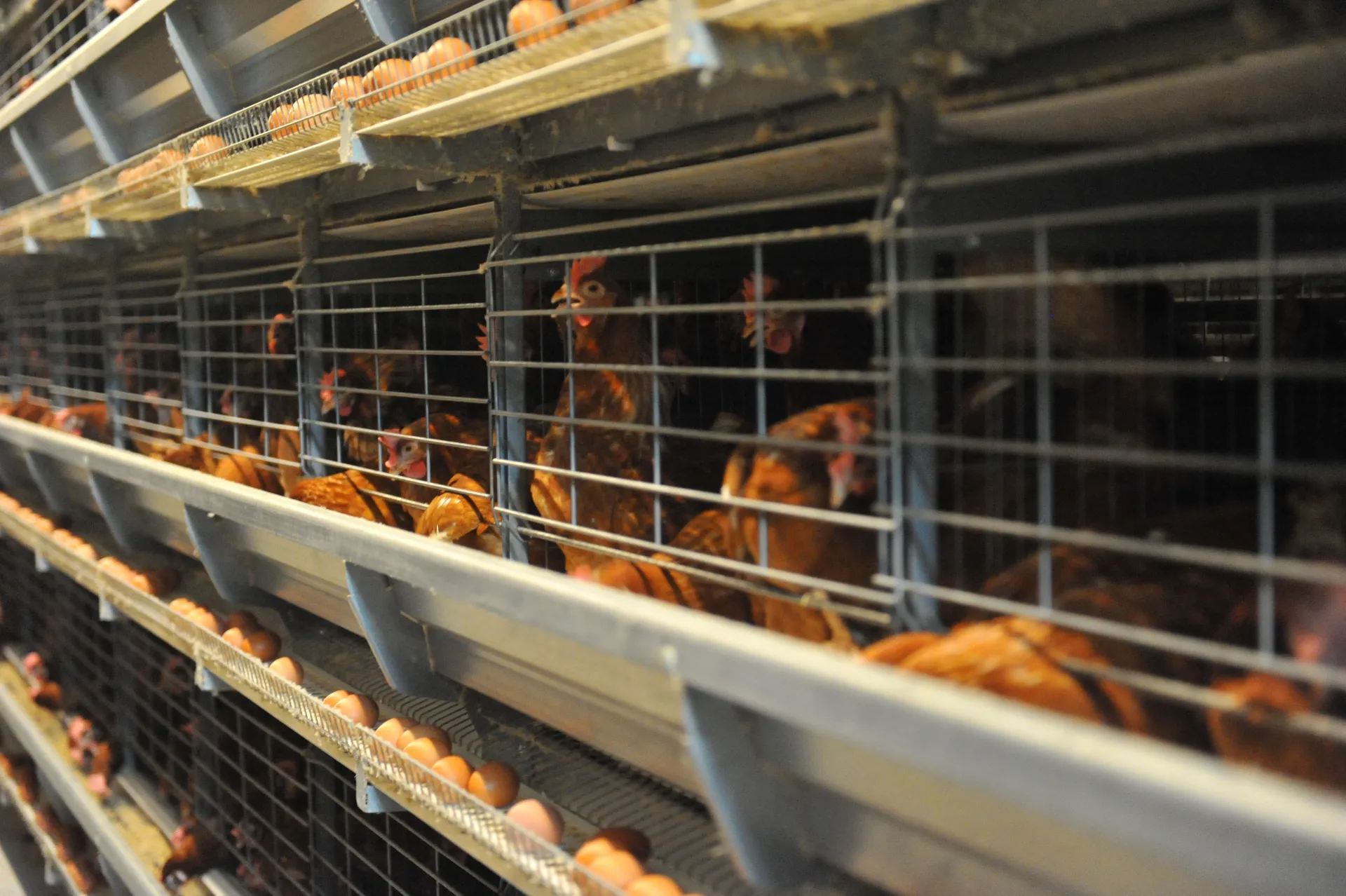 Hens in the Layer Cage