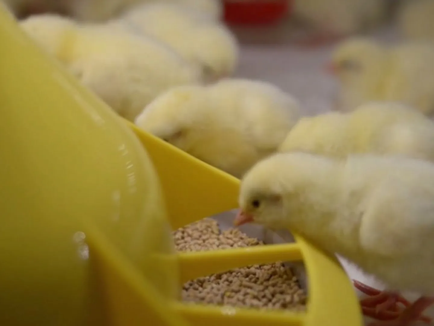 Poultry Housing & Modern Farm Equipment | FIT