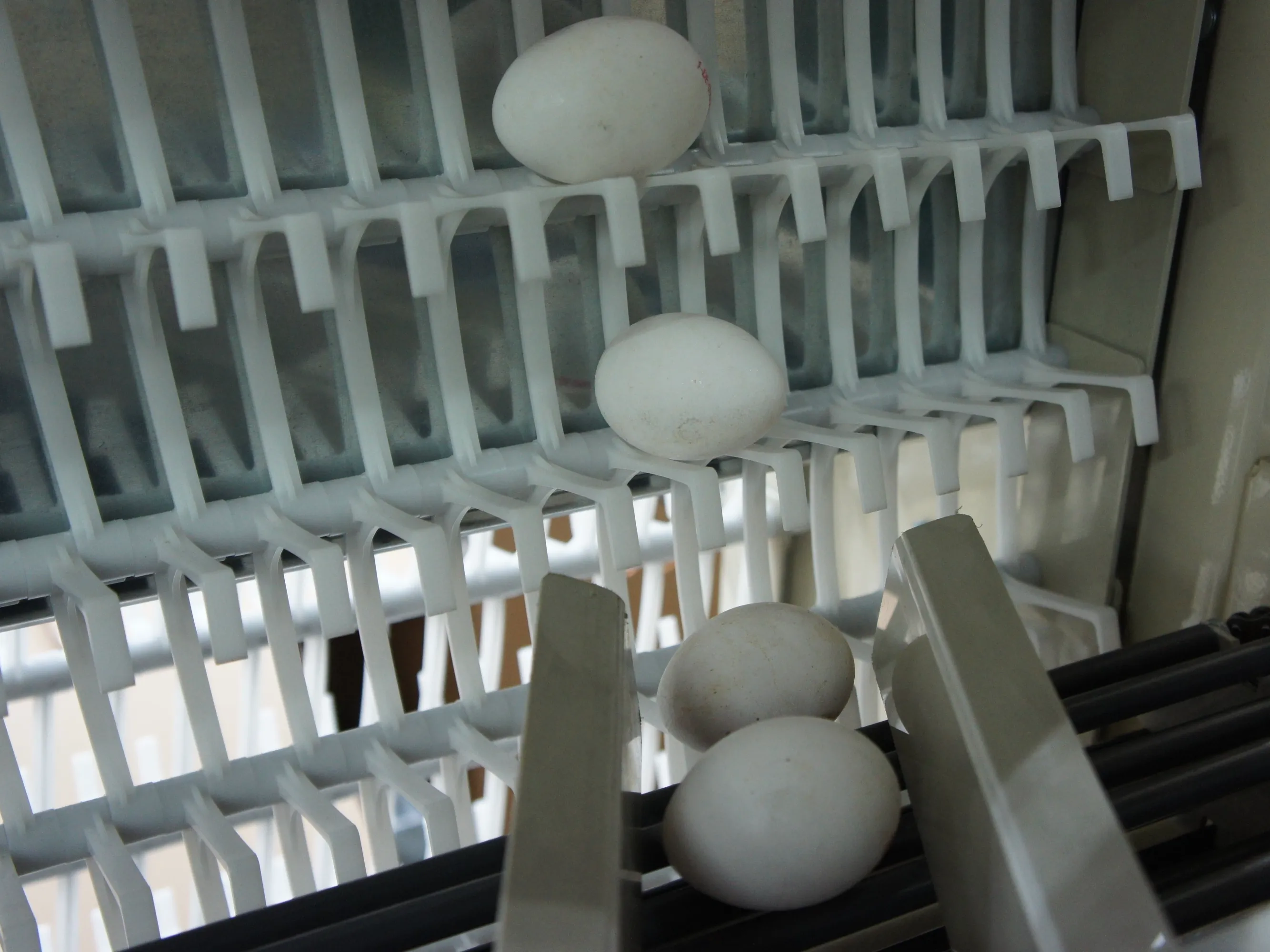 Secured Egg Conveying: Step 3