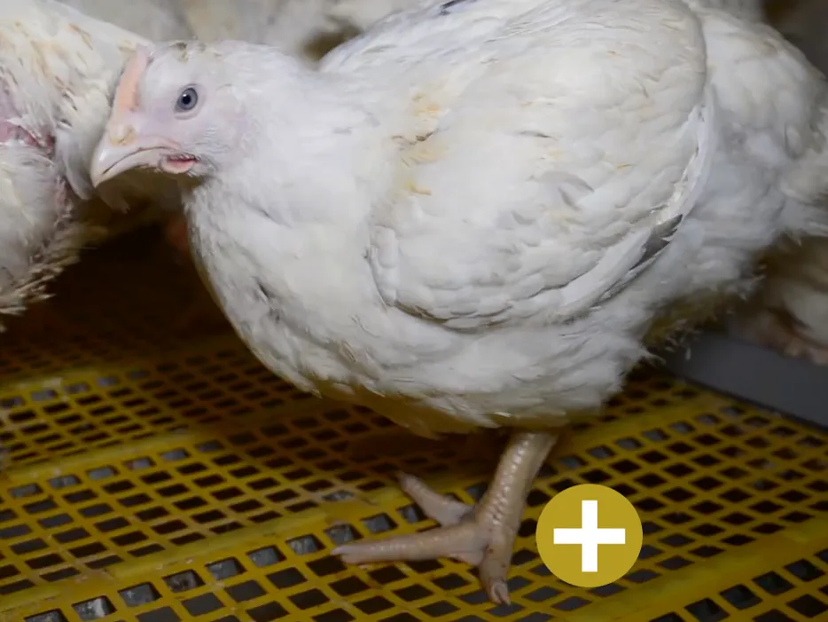 Bird Health & Welfare