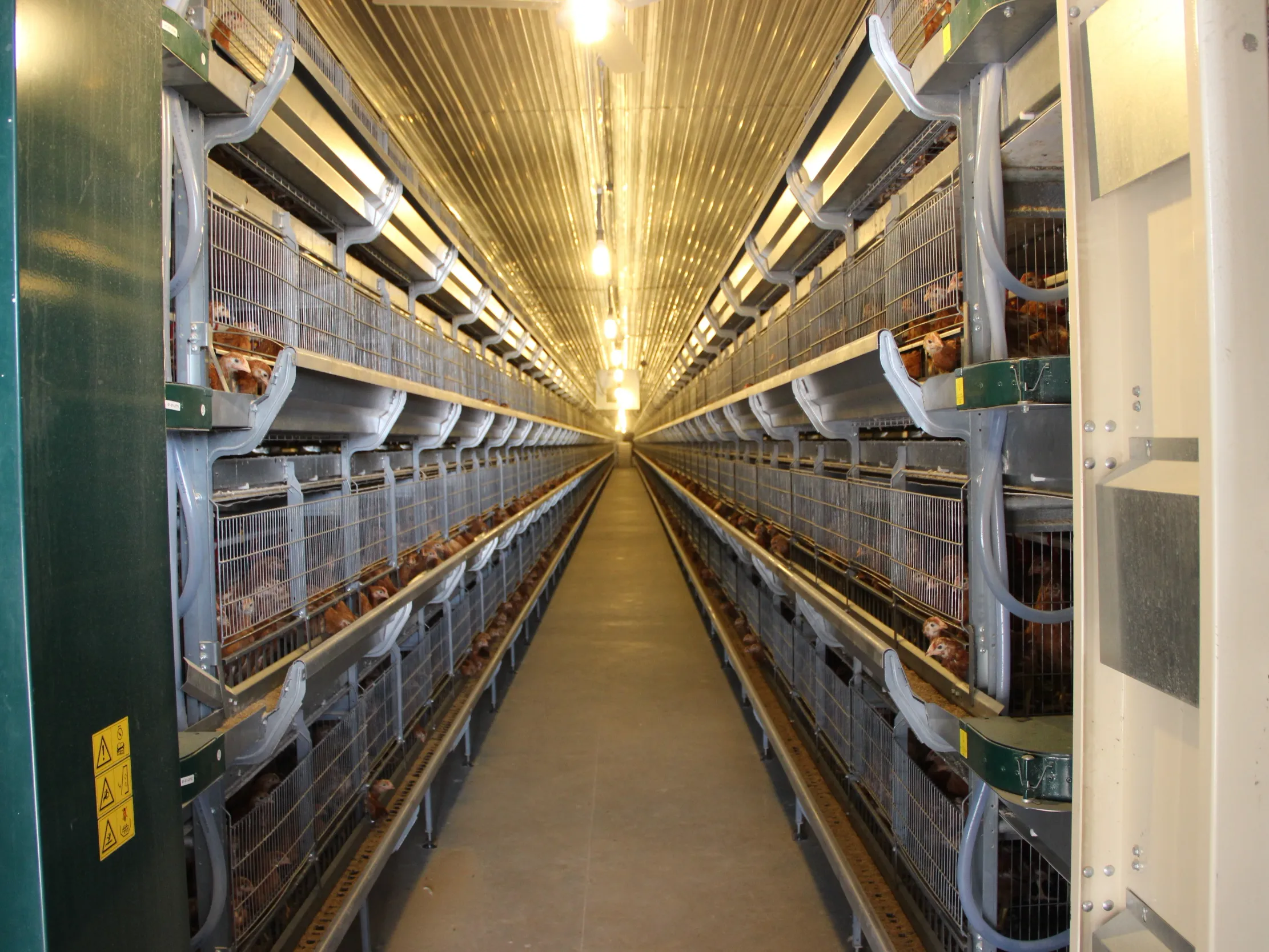 Pullets
